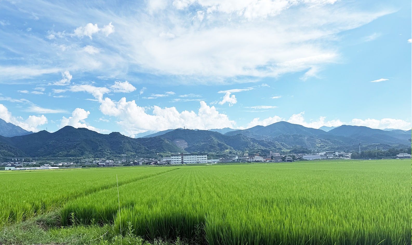取引生産者さん紹介